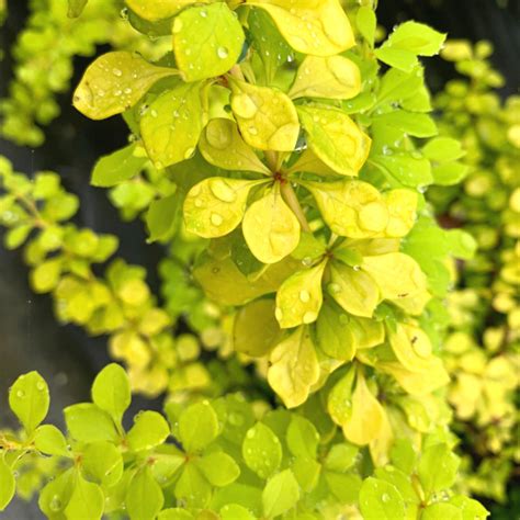 Buy Bonanza Gold Barberry Online 